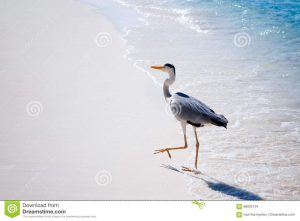 uccello-dell-airone-alla-costa-della-spiaggia-di-sabbia-86052134