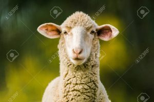 89053243-pecore-guardando-la-fotocamera-su-sfondo-verde-copia-spazio-per-il-testo