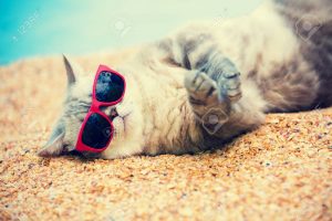 Сat wearing sunglasses relaxing on the beach