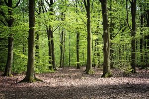 forest-3416908__340