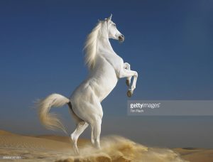 arabian-horse-rearing-in-desert-picture-id200354137-001
