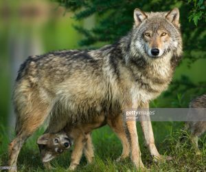 gray-wolf-in-trees-with-funny-pup-underneath-picture-id157527152