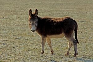 donkey-1989733__340