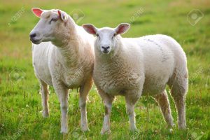 10022806-due-pecore-nel-prato-verde