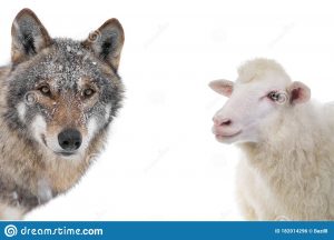 Poesie: la pecora ed il lupo