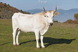 Favola: la mucca bianca, il toro ed il ragazzo (per ragazzi)