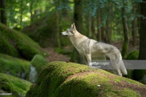Beautiful Czechoslovakian Wolf dog in Bavarian Forest, Hölltal.