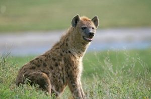 hyene-tachetee-crocuta-crocuta-spotted-hyena-crocuta-crocuta-pregnant-female-masai-mara-park-kenya-172800353